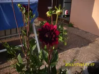 der Garten 124.webp