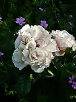 Herkules.webp