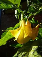 Datura.webp