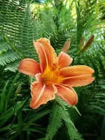 Taglilie.webp
