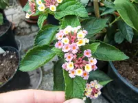 CIMG8115.webp