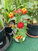 CIMG8109.webp