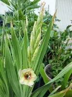 CIMG8108.webp