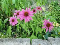 CIMG8092.webp