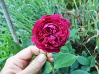CIMG8087.webp