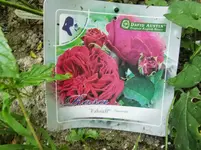 CIMG8088.webp