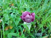 CIMG8090.webp