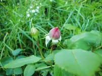 CIMG8091.webp