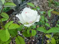 CIMG8066.webp