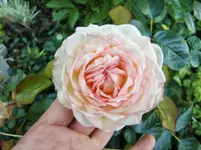 CIMG8073.webp
