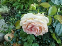 CIMG8074.webp