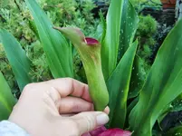 CIMG8119.webp