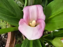 CIMG8121.webp