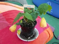 CIMG8110.webp