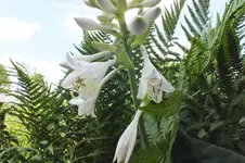2013_0718Sommer0011 hosta  -.webp