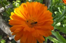 2013_0718Sommer0007.webp