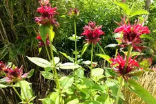 2013_0718Sommer0016 monarde.webp
