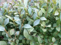 Liguster 002w.webp