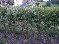Liguster 003w.webp
