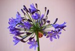 blauer Agapanthus in Blüte_1024.JPG