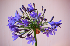 blauer Agapanthus in Blüte_1024.webp