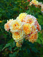 zehn Blüten auf einem Stengel_Caramella_600.webp