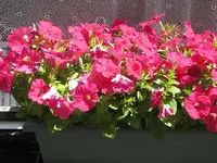 004.webp