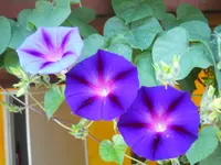 DSCN2334.webp