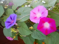 DSCN2336.webp
