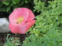 006.webp