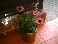 Echinazea.webp