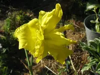 gelb gefüllt_1024x768.webp