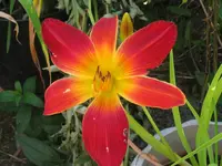 open hearth_1024x768.webp