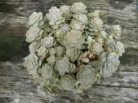 CIMG6340.webp