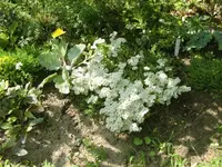 CIMG7292.webp