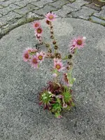 CIMG7026.webp