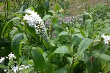 Garten 3 07 2013 011.webp