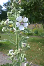 Garten 3 07 2013 013.webp