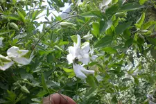 Garten 3 07 2013 012.webp