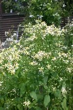 Garten 3 07 2013 014.webp