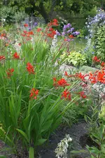 Garten 3 07 2013 015.webp