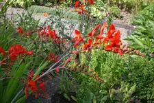 Garten 3 07 2013 016.webp