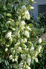 Blumen 1.webp
