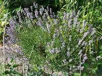 Blumen Lavendel1.webp