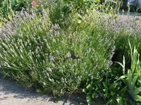 Blumen Lavendel.webp