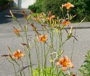 Blumen Lilien1.webp