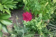 Garten 3 07 2013 017.webp