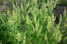 Garten 3 07 2013 018.webp