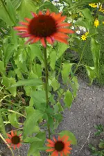 Garten 3 07 2013 019.webp