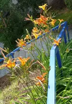 Blumen Lilien3.webp